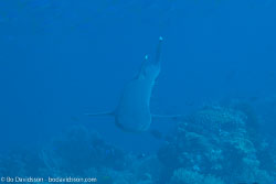 BD-141018-Komodo-5338-Triaenodon-obesus-(Rüppel.-1837)-[Whitetip-reef-shark.-Vitspetsig-revhaj].jpg